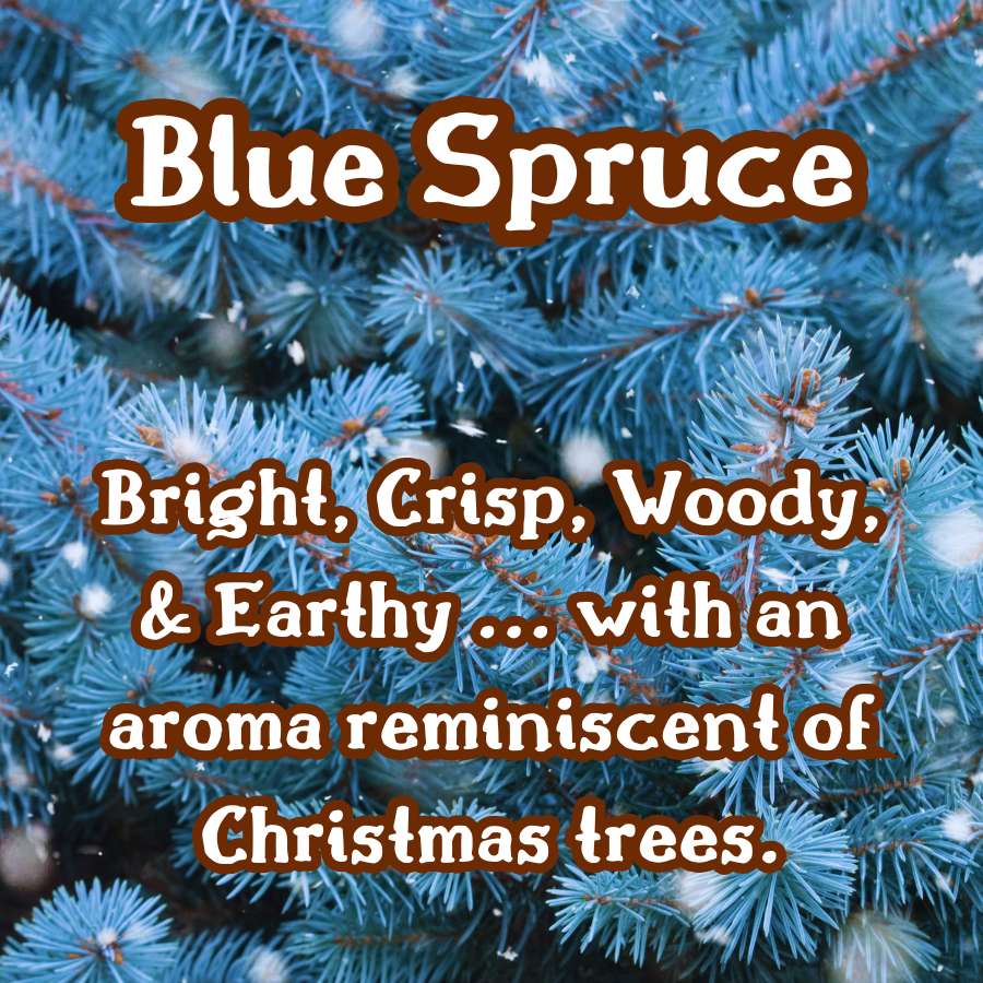 Blue Pines | Spruce, Evergreen, & Spiced Honey | 12 oz Scented Candle | Earthy & Warm | Winter Fragrance
