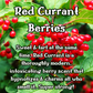 Red Currant Ivy Incense Sticks | Pink Grapefruit , Pear, & Red Currants | Fruity & Tart | Highly Fragrant | Low Smoke | Clean Burn
