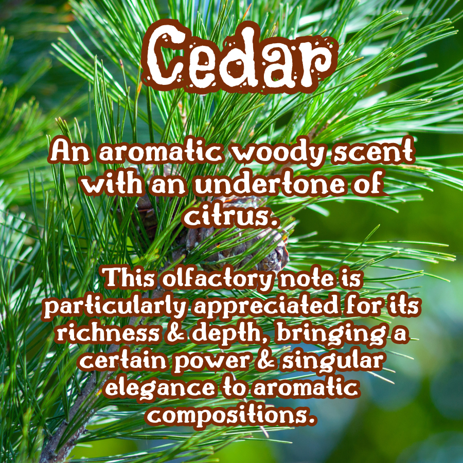 Lavender  Sandalwood  Incense Sticks | Soft Floral & Woody | Highly Fragrant | Low Smoke | Clean Burn
