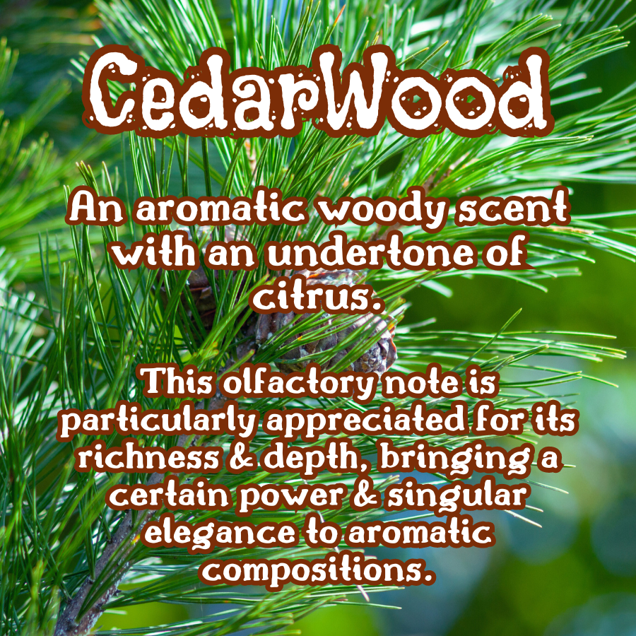 Vanilla Cedar | Vanilla Sugar & Cedarwood  Incense Sticks | Sweet & Woody | Highly Fragrant | Low Smoke| Clean Burn