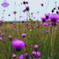 Violet Garden | Jasmine, Lilac, & Rose 4 oz Room & Linen Spray  | Floral