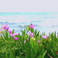 Ocean Kissed | Spicy Floral  & Sea Salt  9 oz Scented Candle | Aquatic & Floral