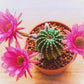 Cactus Flower | Cactus Blossom & Coconut  Scented Wax Melt | Fresh & Floral