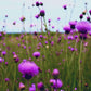 Violet Garden | Jasmine, Lilac, & Rose  Scented Wax Melt | Floral